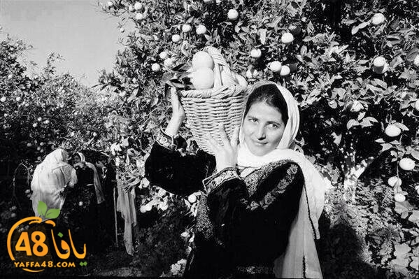 YAFFA orangejq (1).jpg